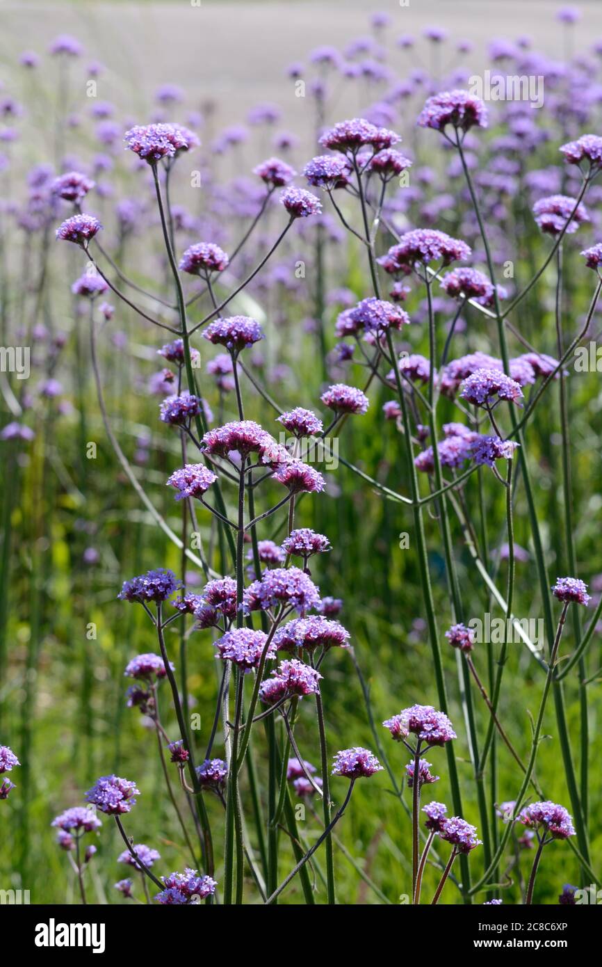 Verbena bonariensis bee and insect attracting cottage garden plant Stock Photo