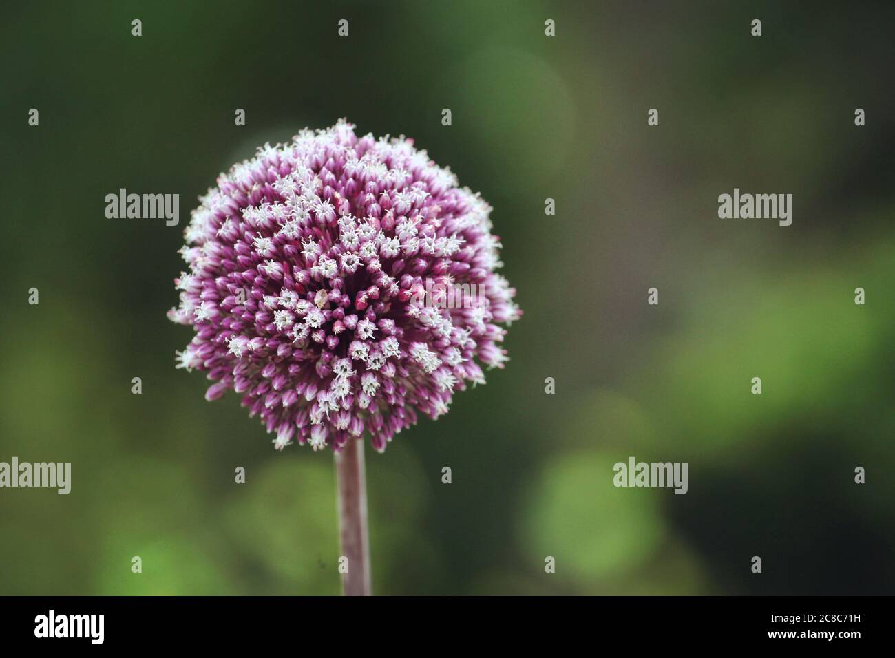 Allium 'summer drummer' in bloom in the summer months Stock Photo