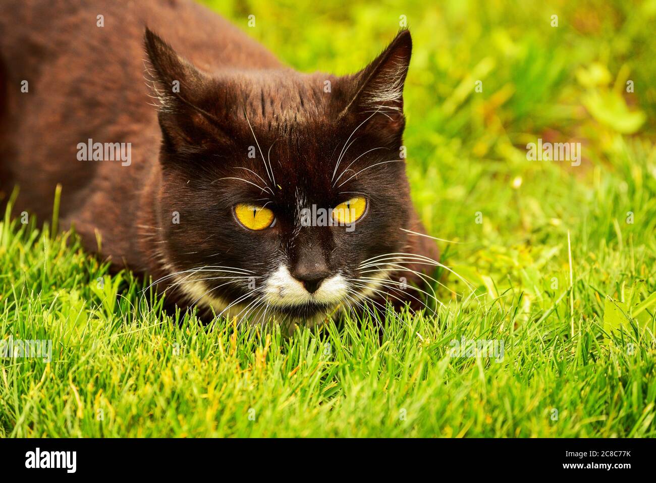 Black cat in the green grass. Black and white cat in the green grass ...