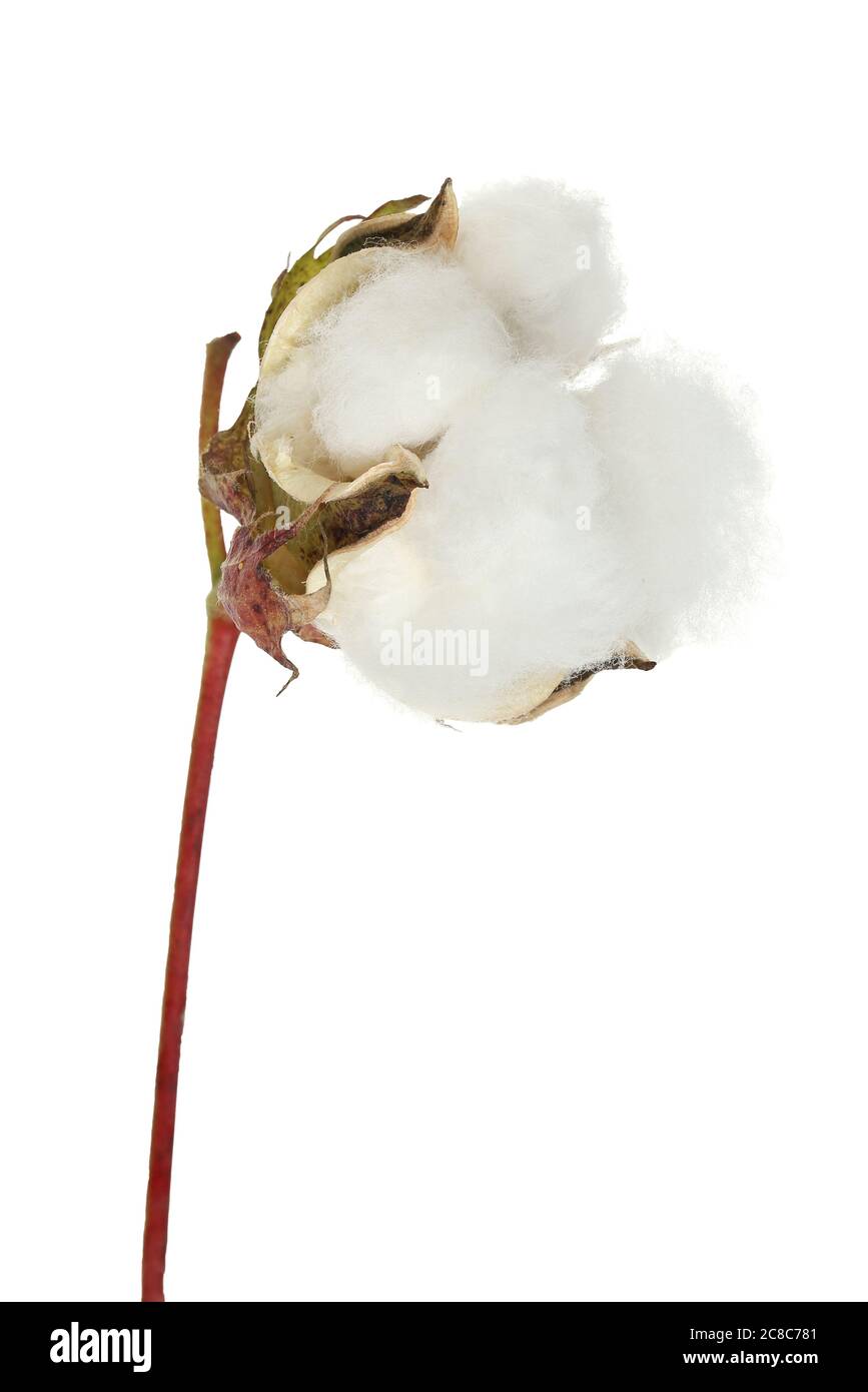 cotton boll isolated on white Stock Photo - Alamy