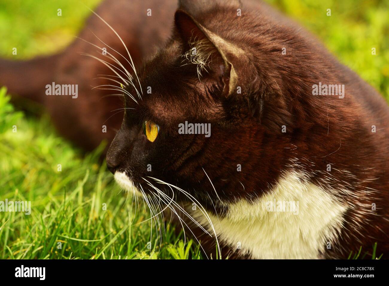 Black cat in the green grass. Black and white cat in the green grass ...
