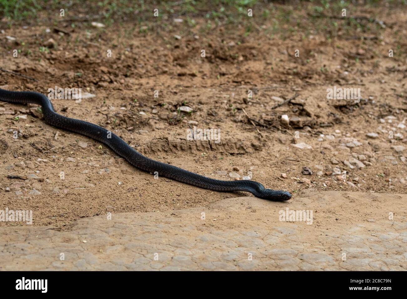 Cobra or Indian cobra or Naja naja or spectacled cobra or Asian cobra or binocellate cobra a venomous snake or serpent at jhalana forest or leopard re Stock Photo