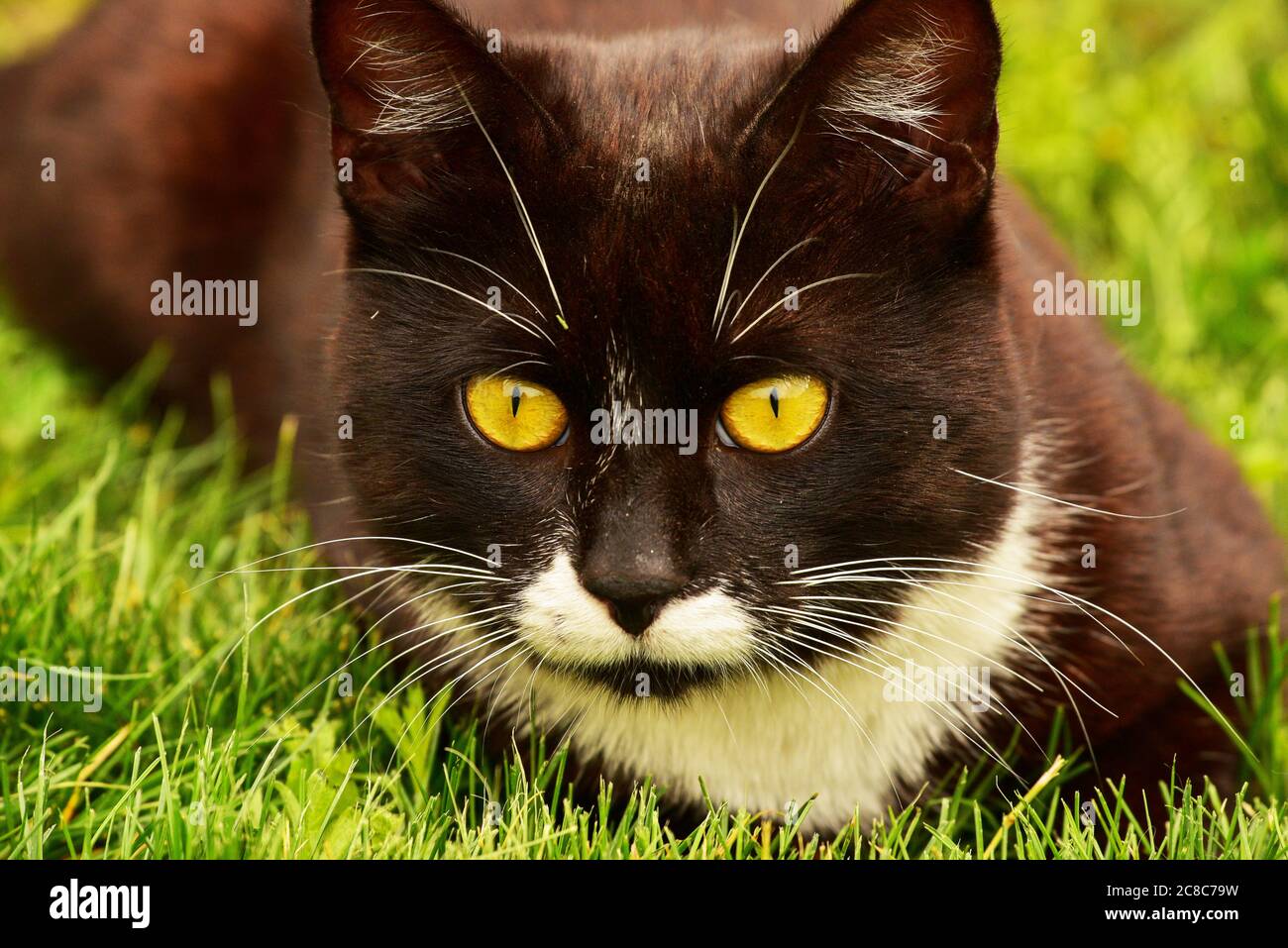 Black cat in the green grass. Black and white cat in the green grass ...