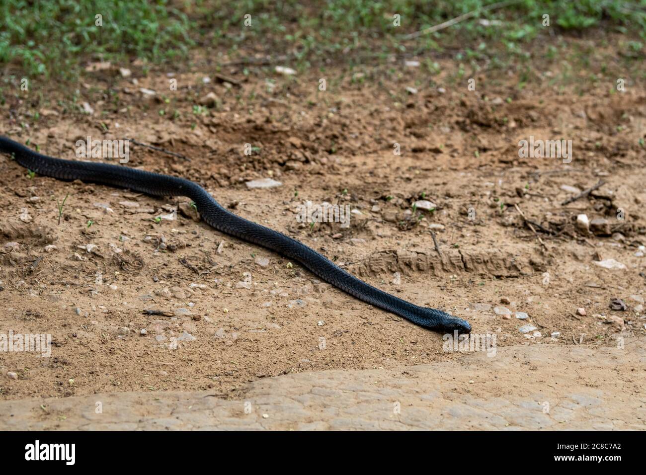 Cobra or Indian cobra or Naja naja or spectacled cobra or Asian cobra or binocellate cobra a venomous snake or serpent with tongue out at jhalana fore Stock Photo
