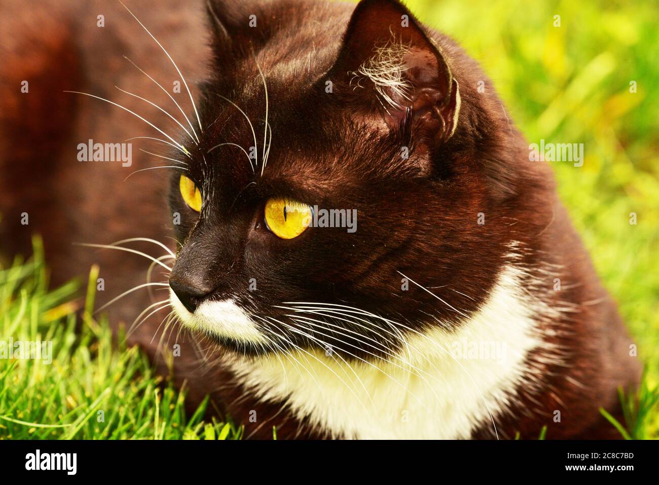 Black cat in the green grass. Black and white cat in the green grass ...
