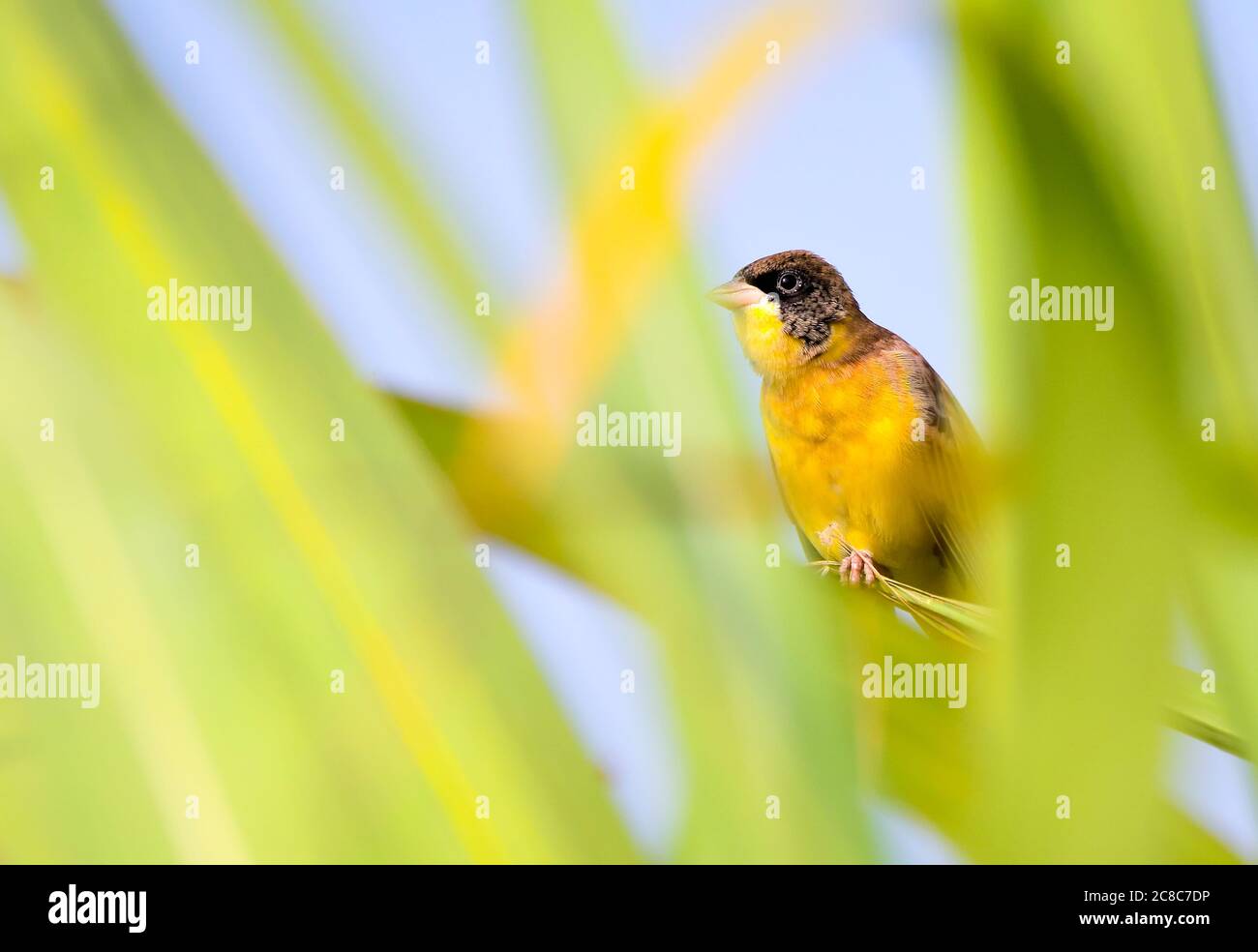 The blackheaded bunting is a passerine bird in the bunting family