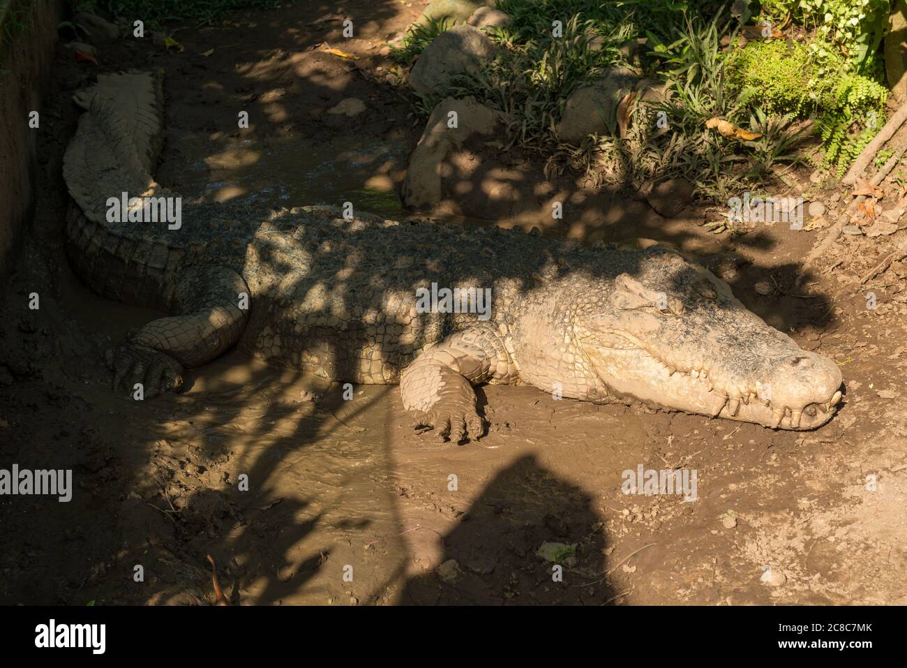 Reptiles in Bali Bird Park Stock Photo - Alamy