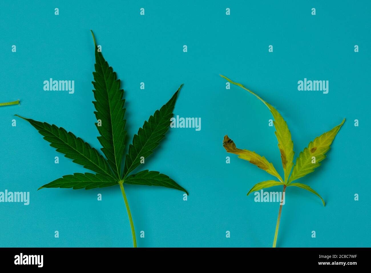 Green cannabis healthy leaf and withered dying yellow marijuana. Weed on blue background Stock Photo