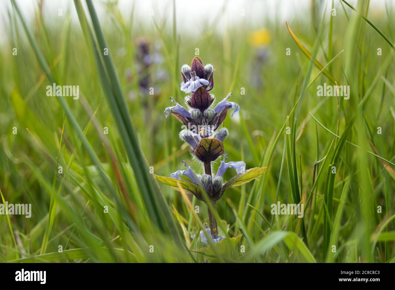 Bugle (Ajuga reptans) in a North Pennine Wild Flower Meadow, Teesdale, County Durham, UK Stock Photo
