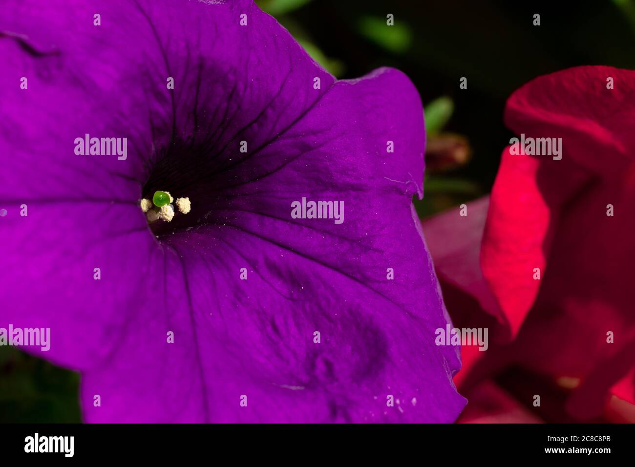 Purple violet flower macro photo. Close up and copy space Stock Photo