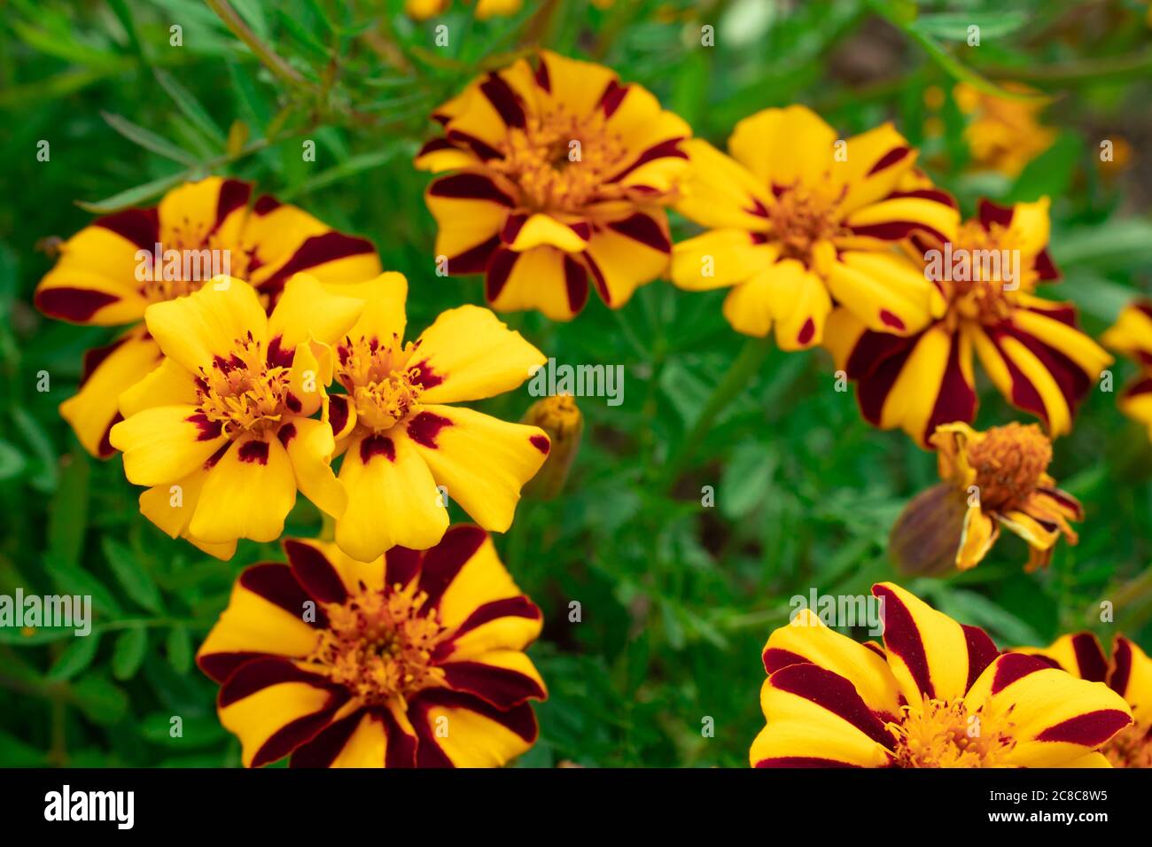 Yellow black bee flowers macro shot close up. Nature background with copy space Stock Photo