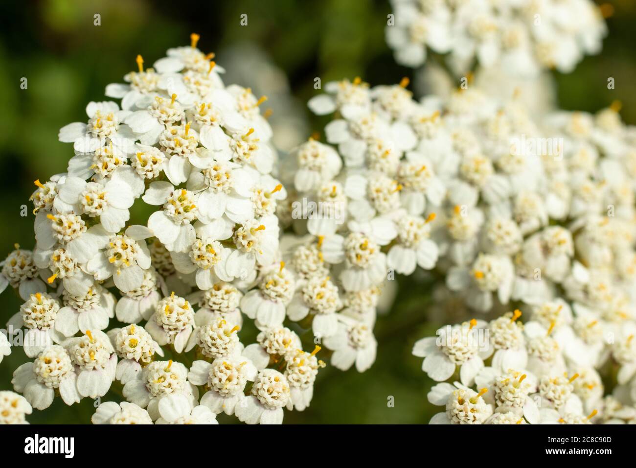 White bright summer flower photo close-up macro. Blurry background and copy space Stock Photo