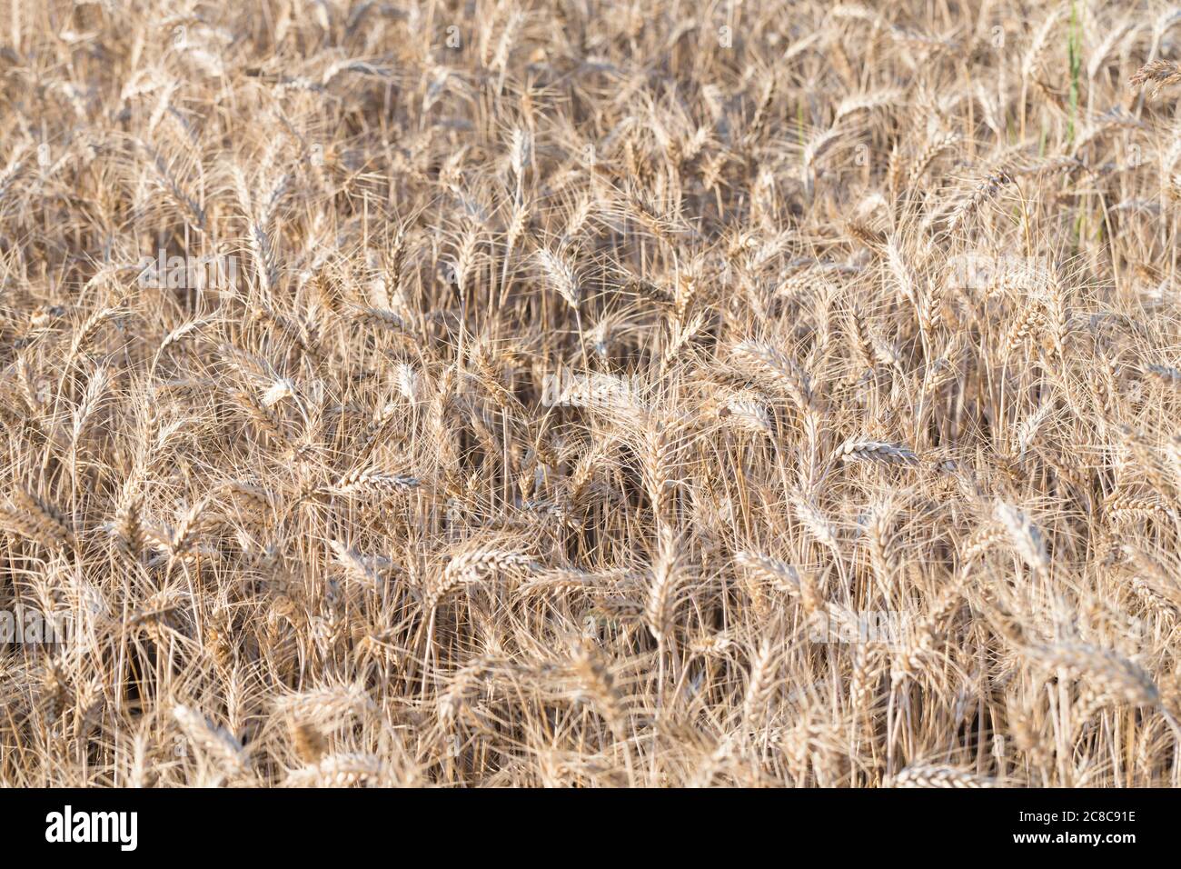 Wheat field, Italy Stock Photo
