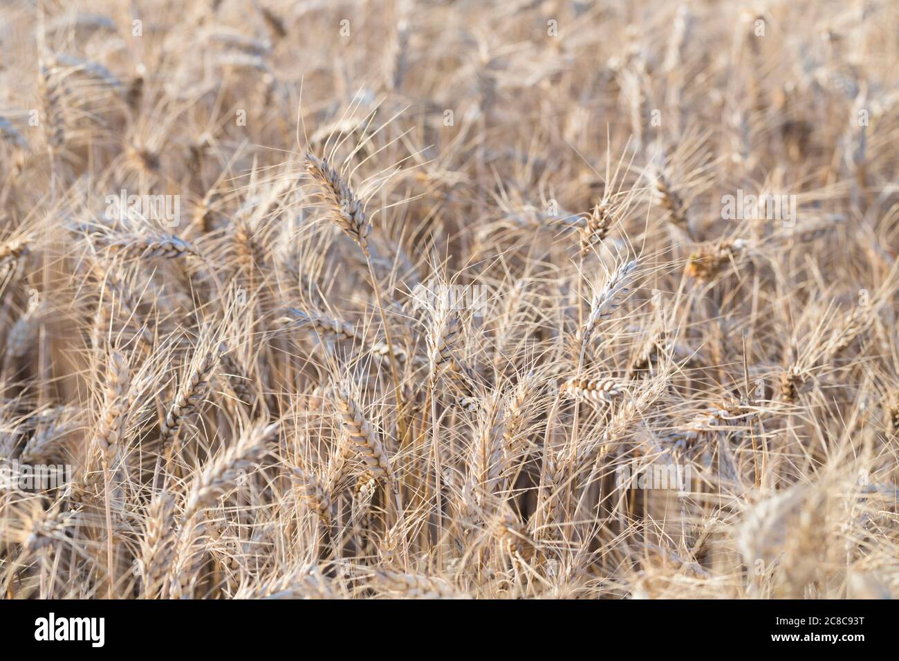 Wheat field, Italy Stock Photo