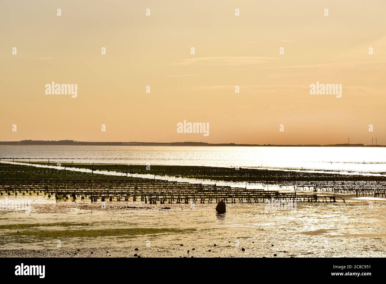 Oyster Beds on the Beach at Whitstable, Kent, England Stock Photo