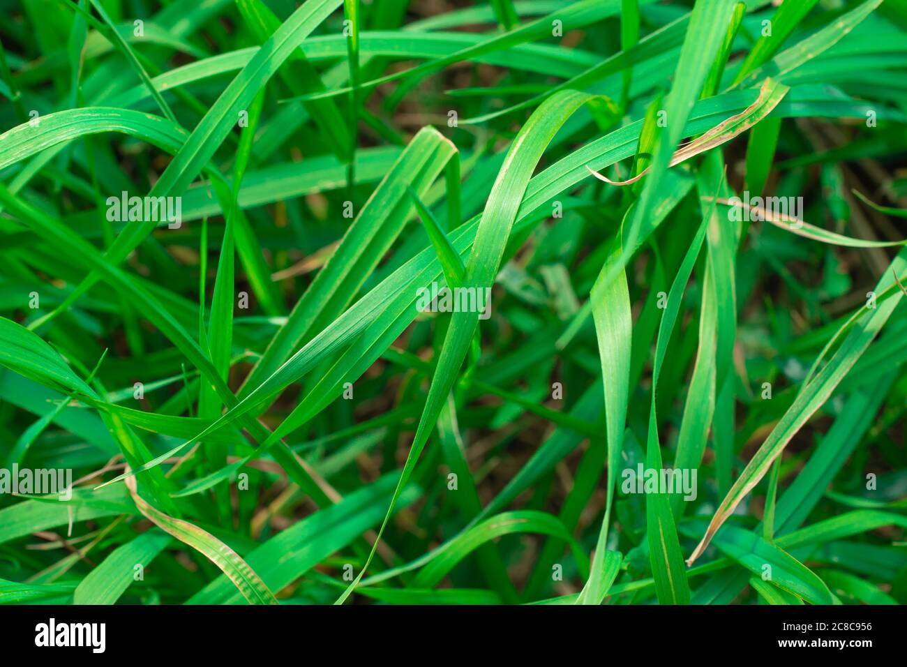Light green grass background. Nature backdrop copy space. Design template. Macro photo Stock Photo