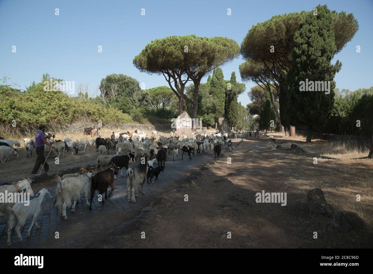 Flock on the Appian Way, Rome, Italy Stock Photo