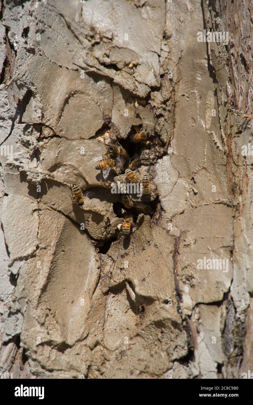 beehive in a cypress tree on the Appian Way Stock Photo