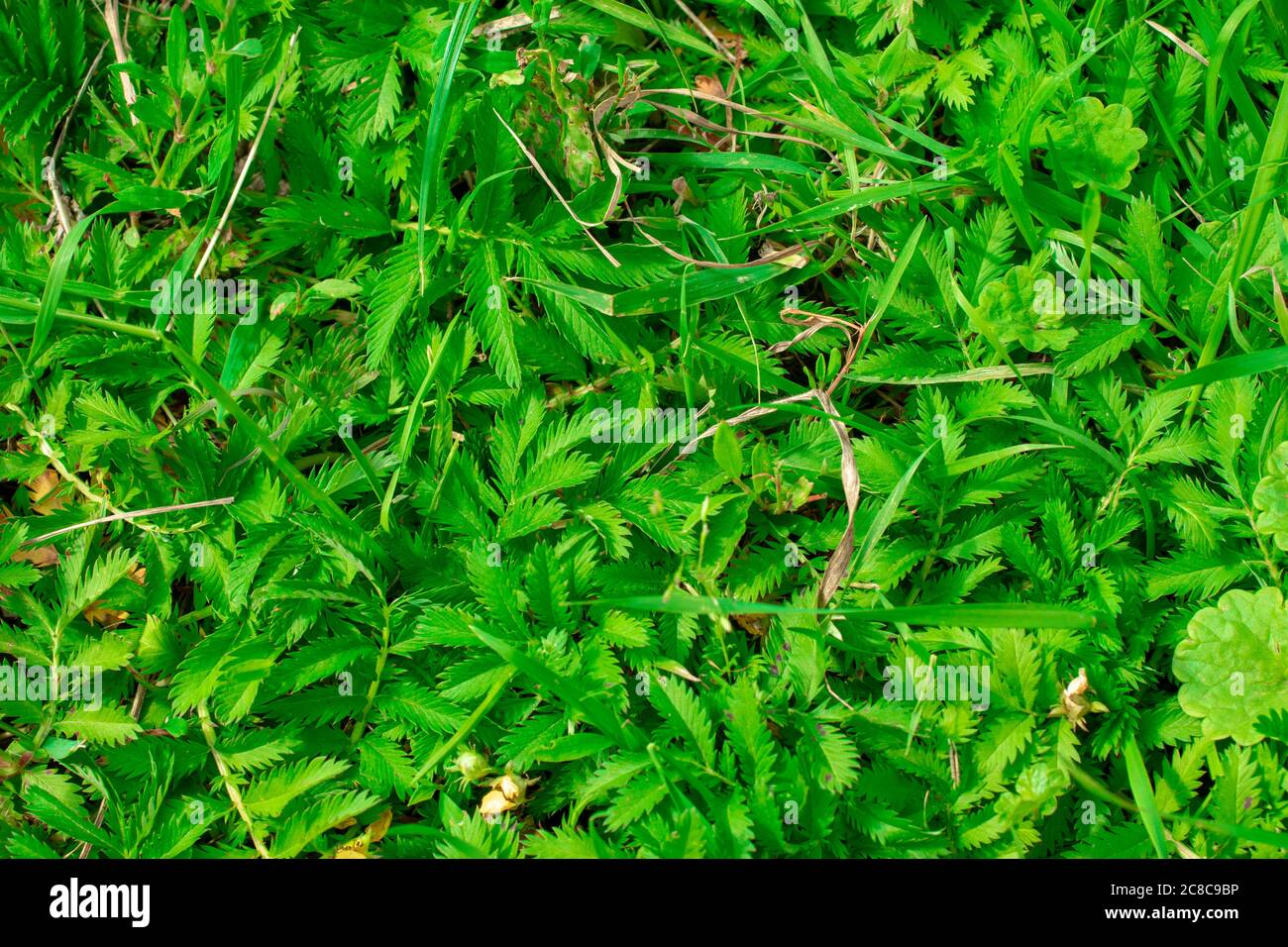 Green grass background top view. Backdrop design copy space Stock Photo