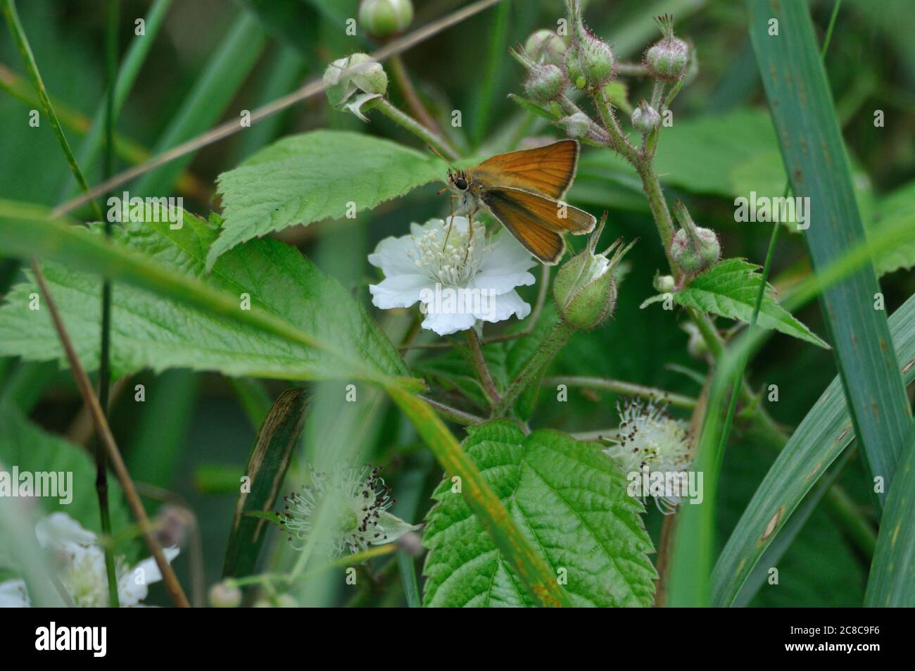 Braunkolbiger Braun-Dickkopffalter (Thymelicus sylvestris) auf der Halbinsel Gnitz am Achterwasser der Insel Usedom auf einer weißen Blüte. Stock Photo