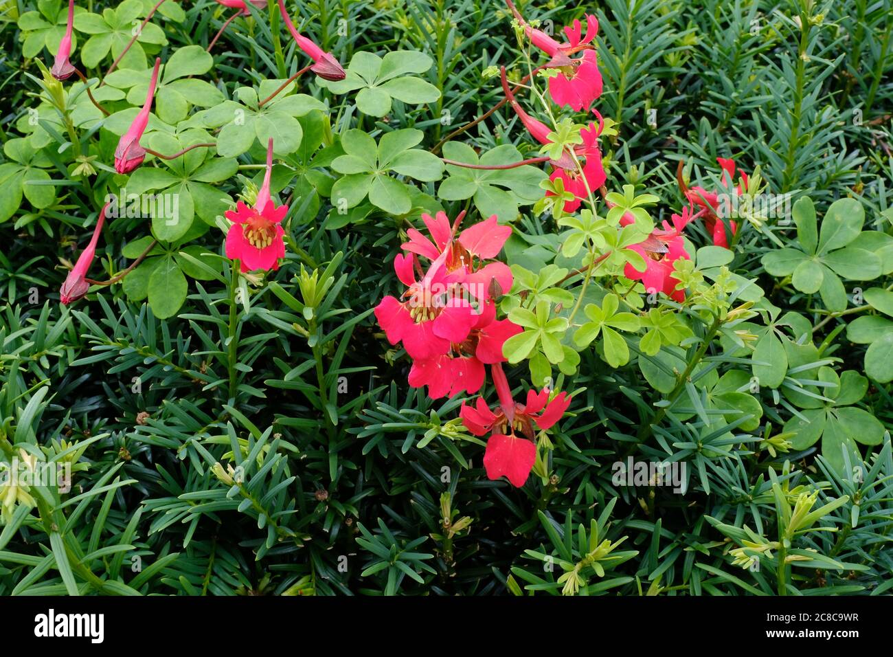 Scottish Flame Flower, Tropaeolum speciosum. Delightful, Scarlet Flower, Turquoise-Blue, Berries, Divided Leaves, Cumbria, England, Northern Climate. Stock Photo