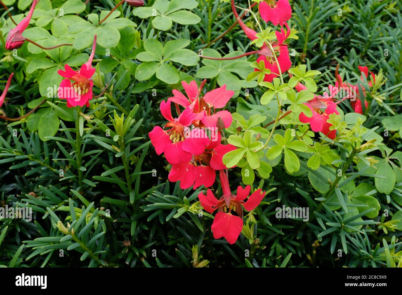 Scottish Flame Flower, Tropaeolum speciosum. Delightful, Scarlet Flower, Turquoise-Blue, Berries, Divided Leaves, Cumbria, England, Northern Climate. Stock Photo