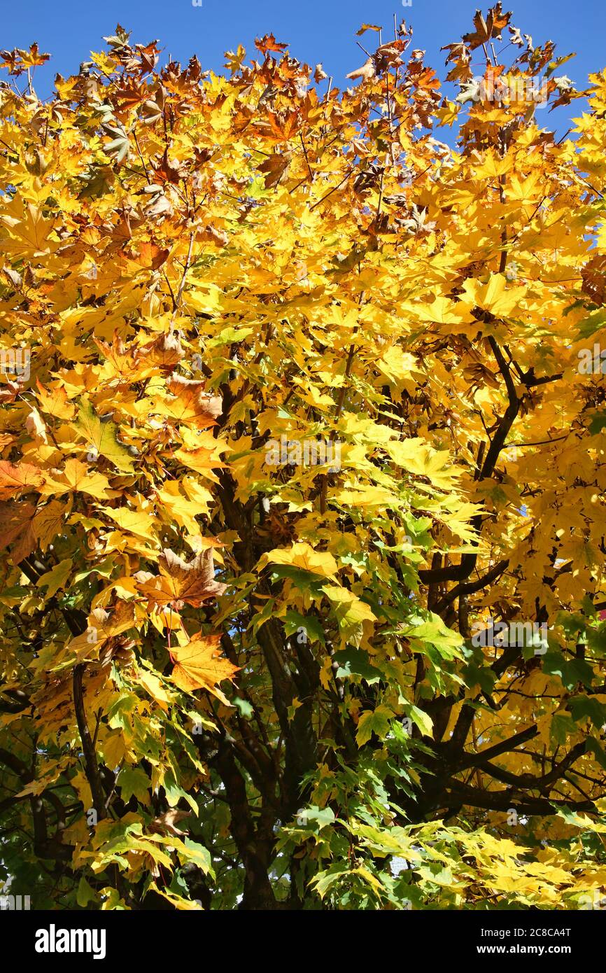 Maple tree in the autumn fall colour with golden leaves and a clear ...