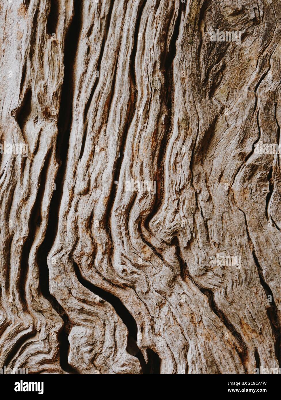 Closeup of a bark of olive trees an abstract effect of texture Stock Photo