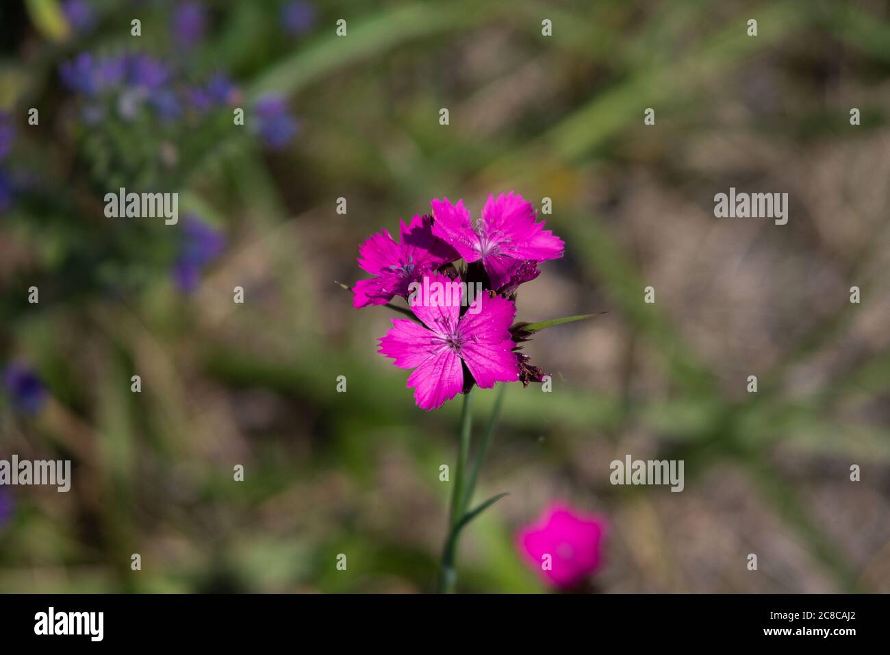Flower head of a Carthusian carnation with several flowers. Dianthus carthusianorum Stock Photo