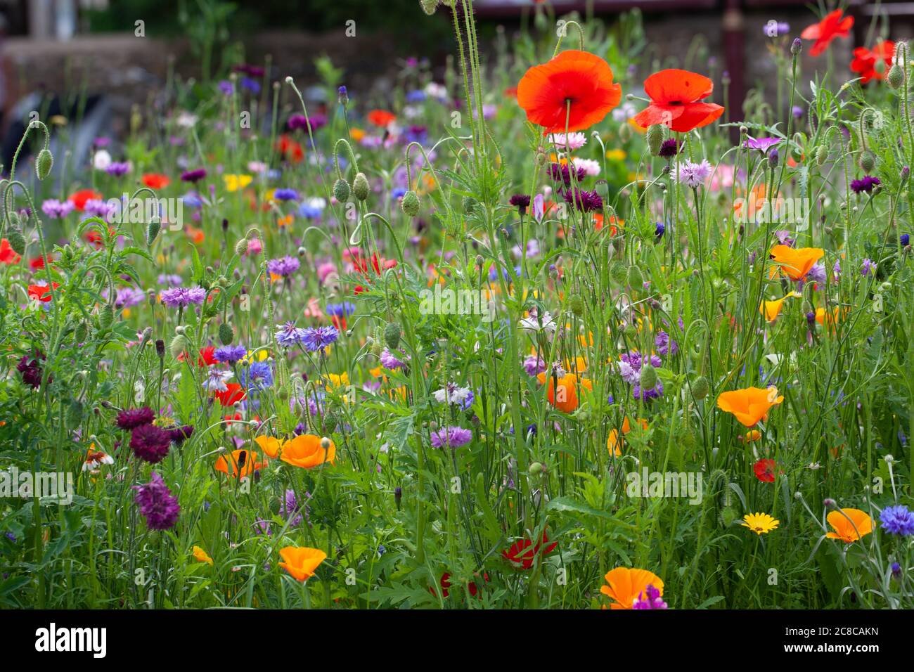 Nature Watch / Biodiversity concept - Close-up of wildflowers in bloom Stock Photo