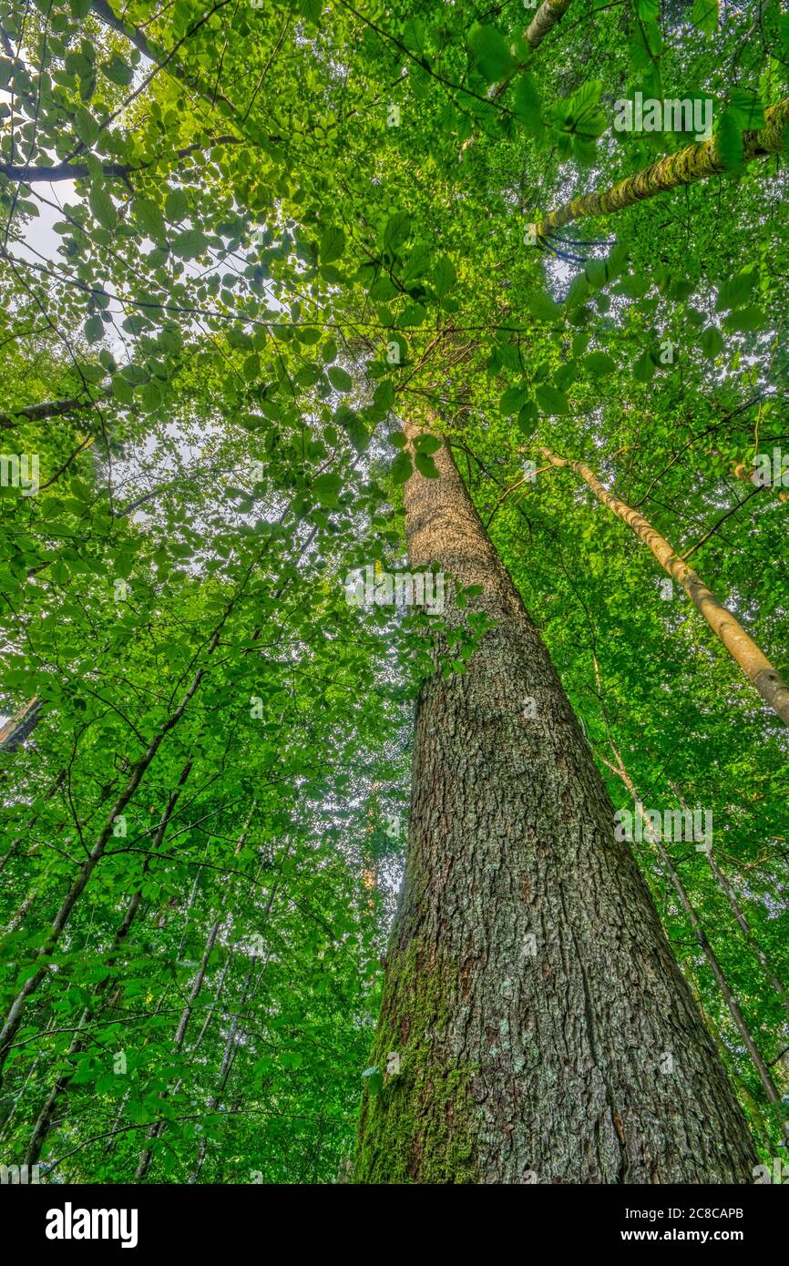 Southern beech leaves hi-res stock photography and images - Alamy