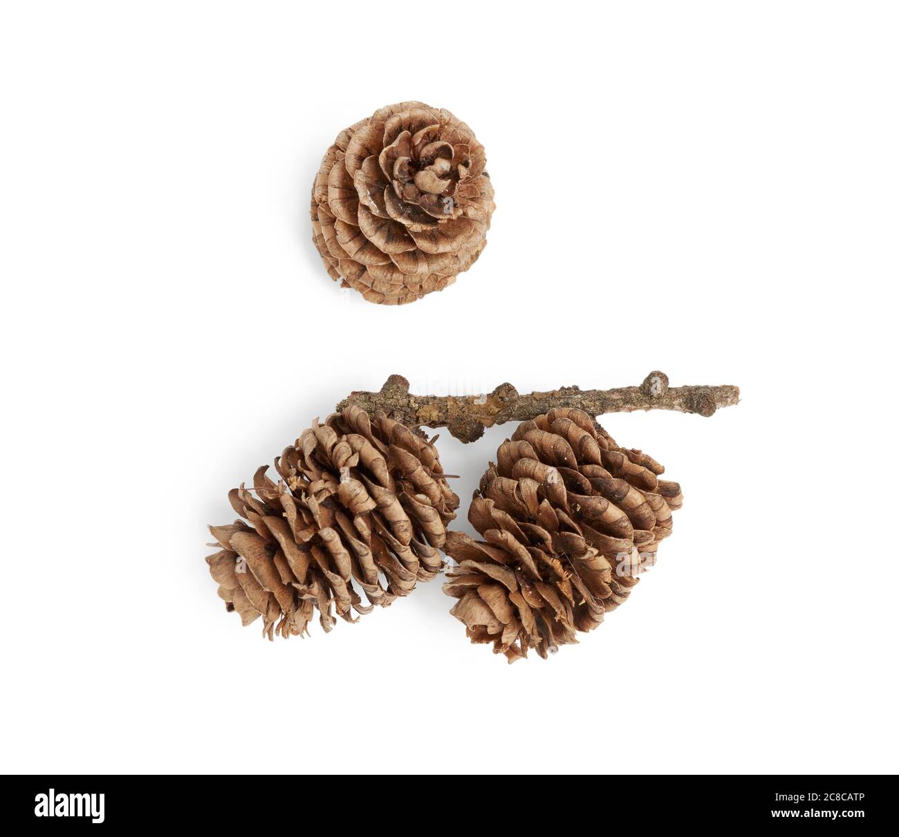 Larch wood Cut Out Stock Images & Pictures - Page 2 - Alamy