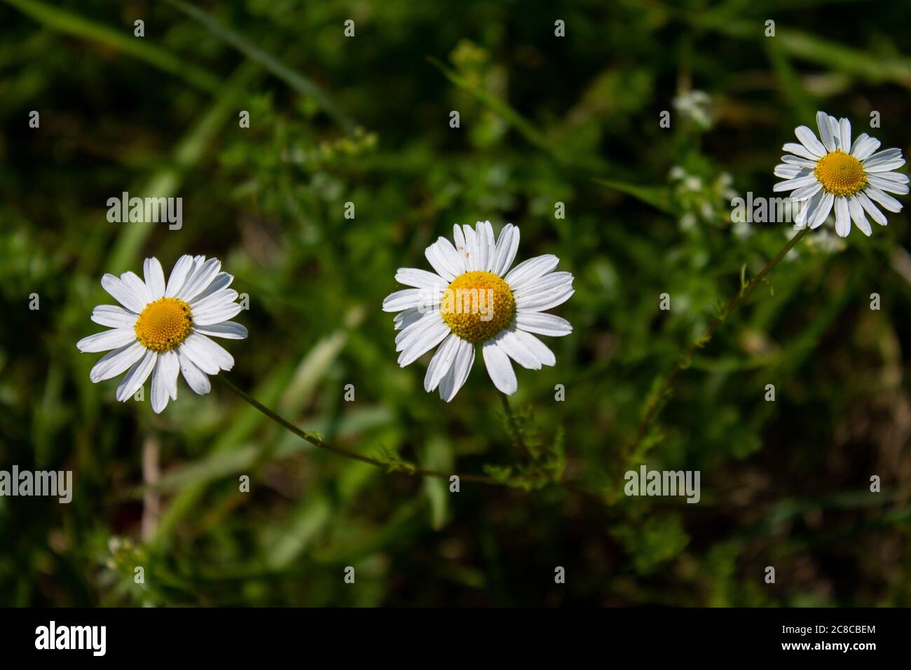 Download Three Flowers From The Real Camile Stock Photo Alamy