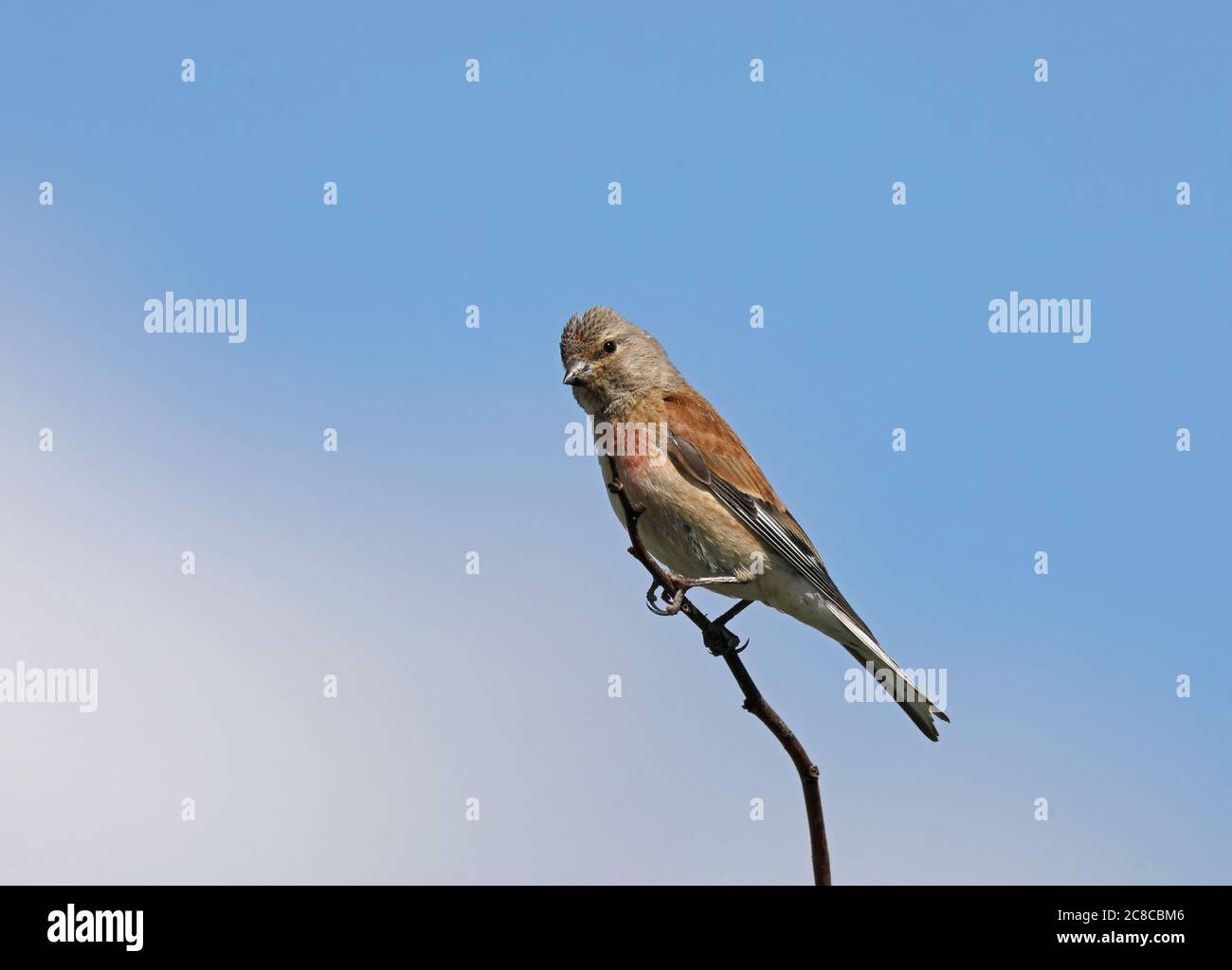 Common linnet, Linaria cannabina, sitting on twig, clean background Stock Photo