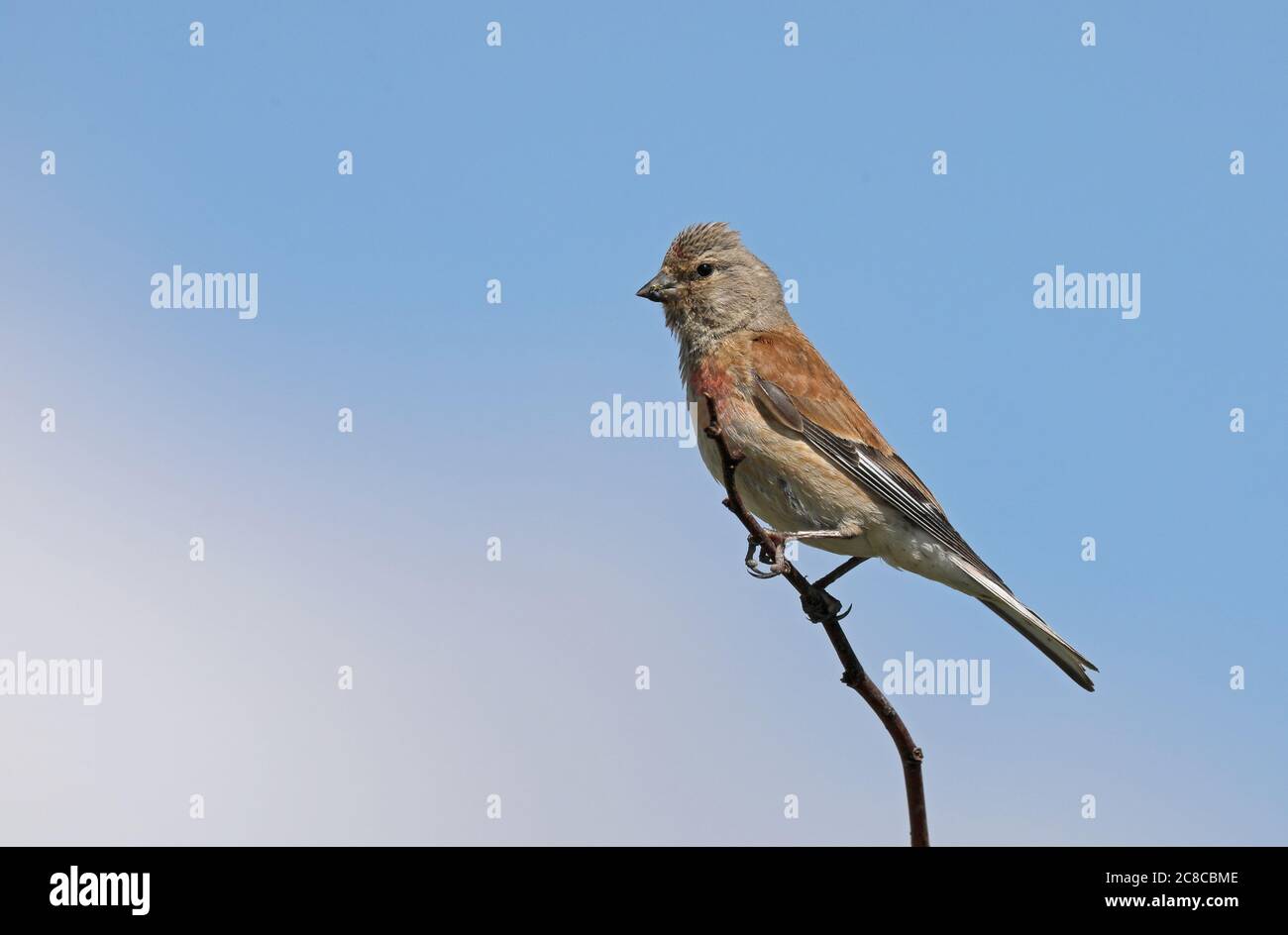 Common linnet, Linaria cannabina Stock Photo