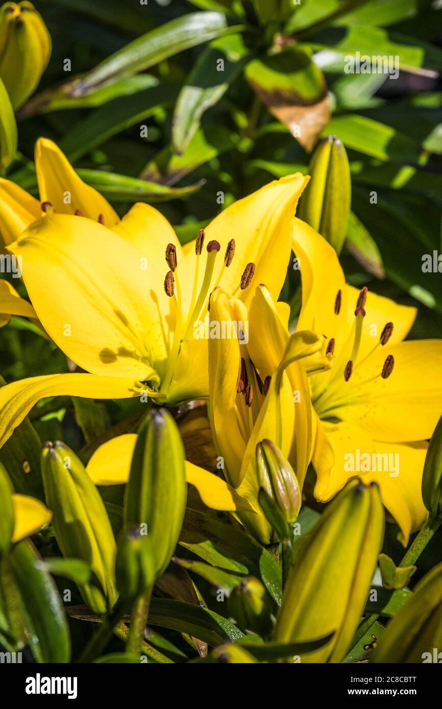 Lilium Asiatic Golden matrix Stock Photo Alamy