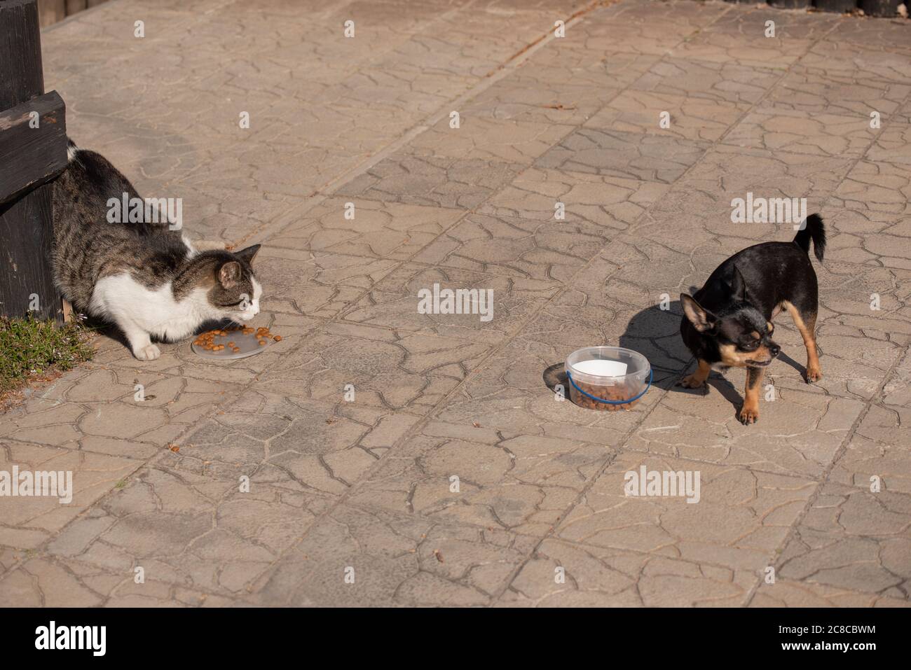 Dog and cat eat. A graywhite cat and a Chihuahua dog eat dry food. Dog