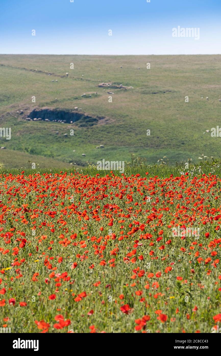 The spectacular sight of Common Poppies Papaver rhoeas growing in a field as part of the Arable Fields Project on Pentire Point West in Newquay in Cor Stock Photo