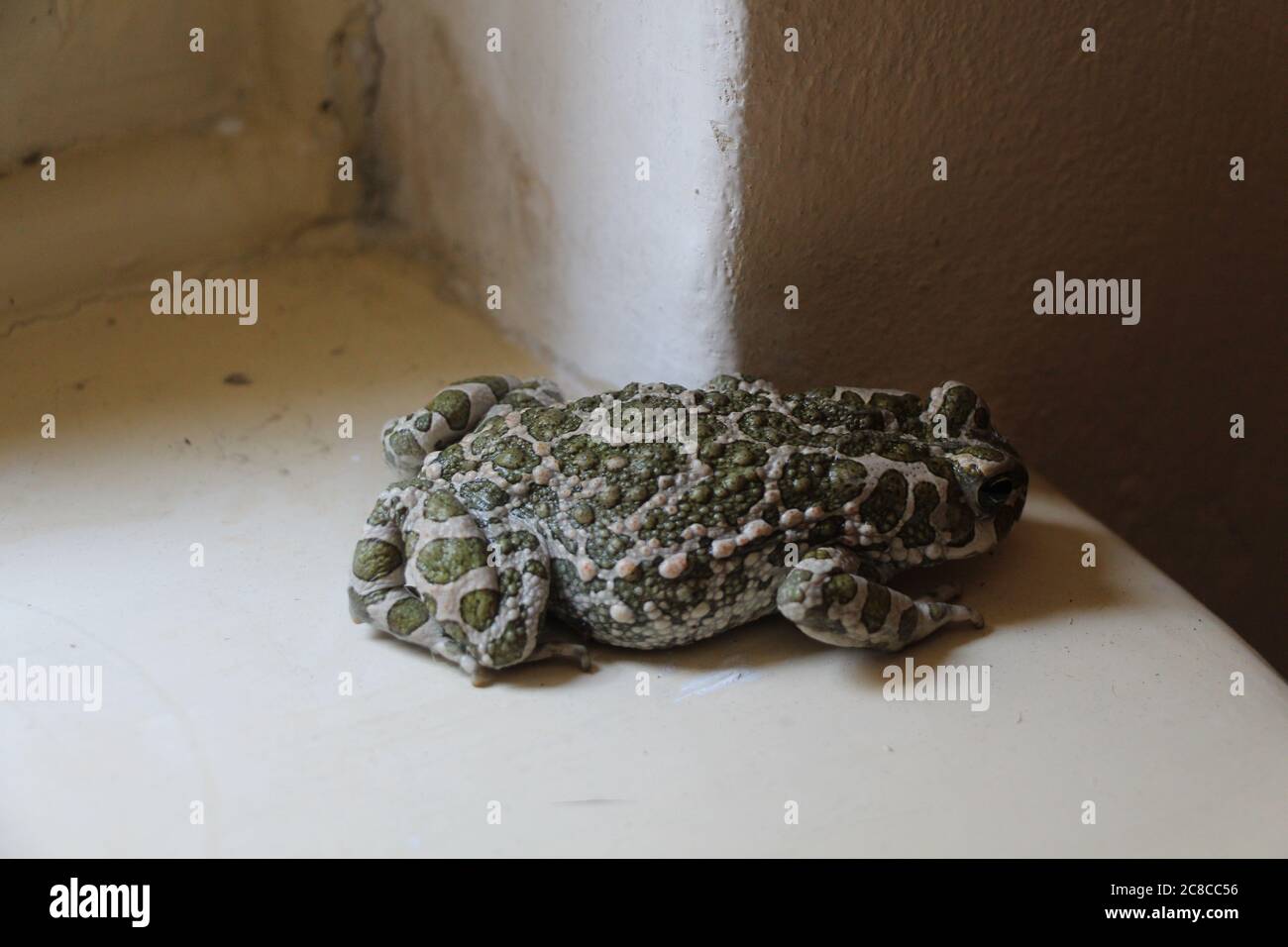 a green toad came indoors via the garden Stock Photo