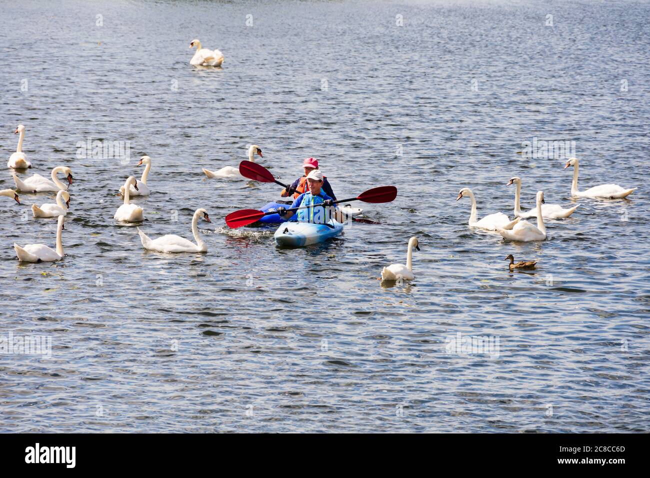 Kayakers paddle through a bevy of swans on the River Great Ouse at St Ives, Cambridgeshire, England Stock Photo