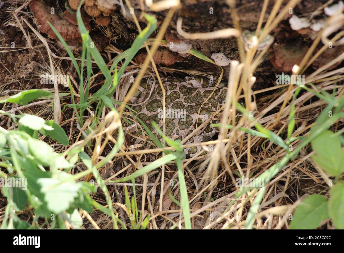 a green toad is exploring the grounds Stock Photo