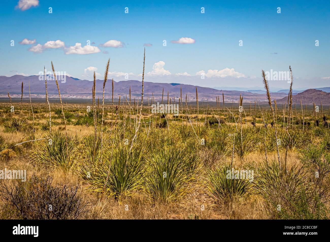 Sotol grow in the Chihuahuan Desert at Big Bend National Park in