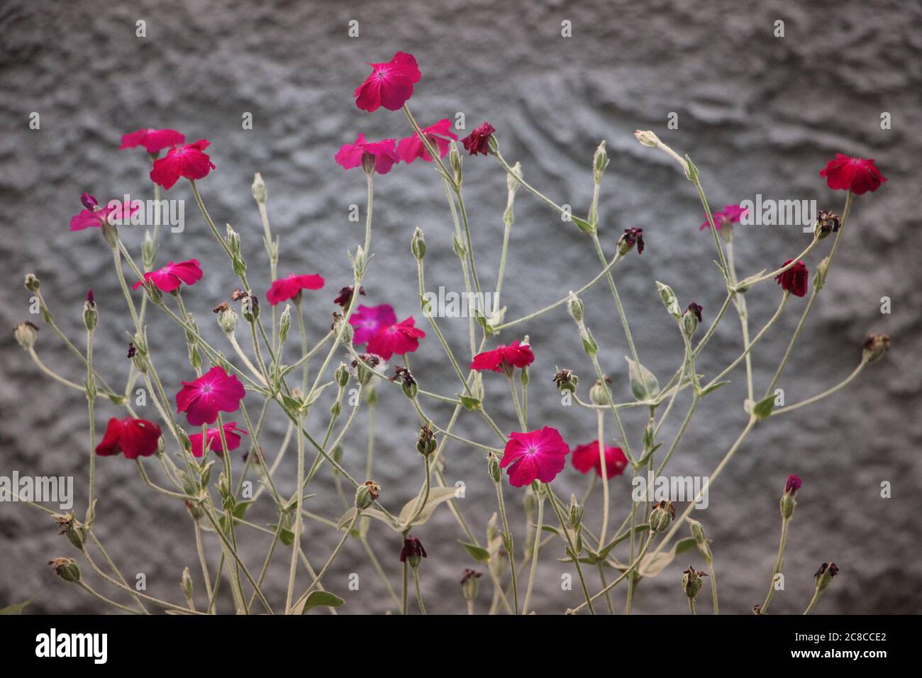 Madagascar periwinkle on grunge concrete wall background Stock Photo