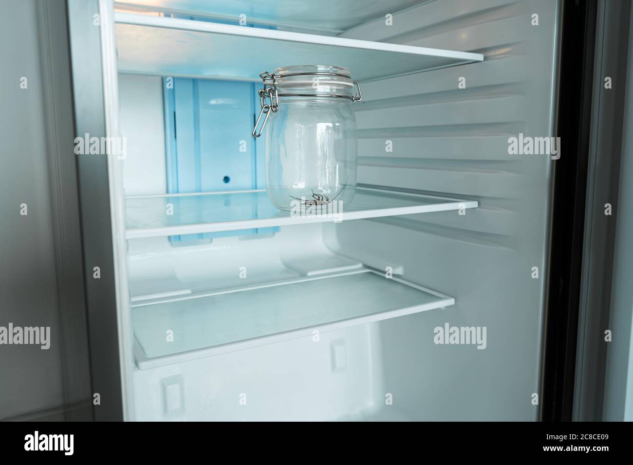 Cockroach in a glass jar in an empty refrigerator. Poverty and lack of food concept. Stock Photo