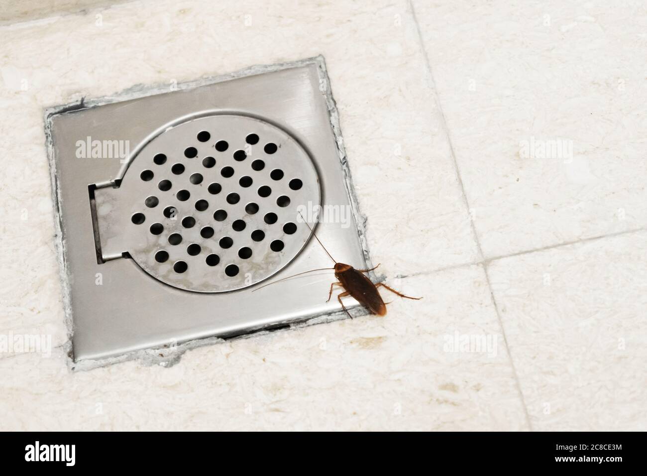 Cockroach in the bathroom near the drain hole. The problem with insects