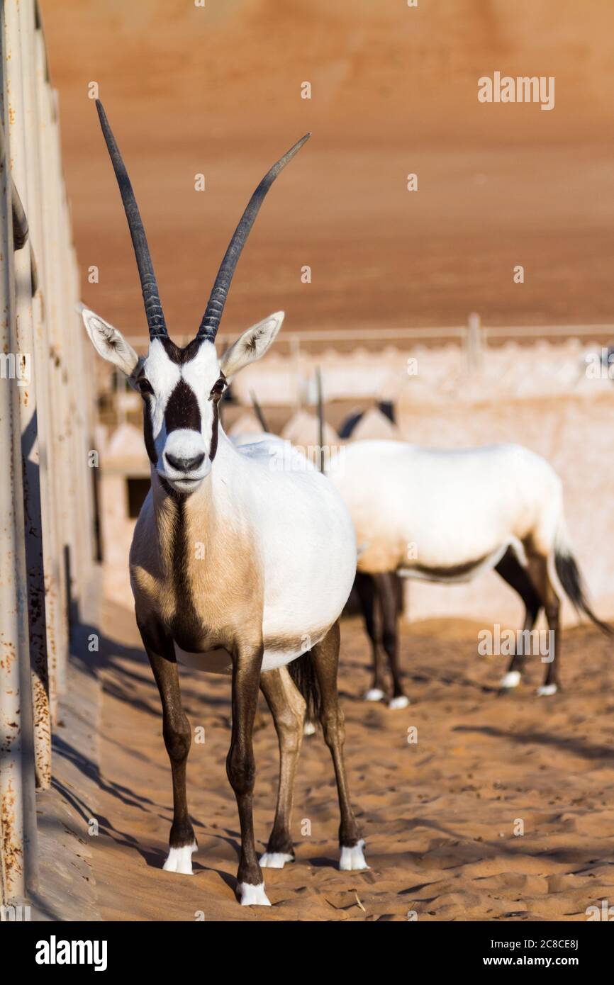 Large antelopes with spectacular horns, Gemsbok, Oryx gazella, being bred in captivity in Oman desert. Stock Photo