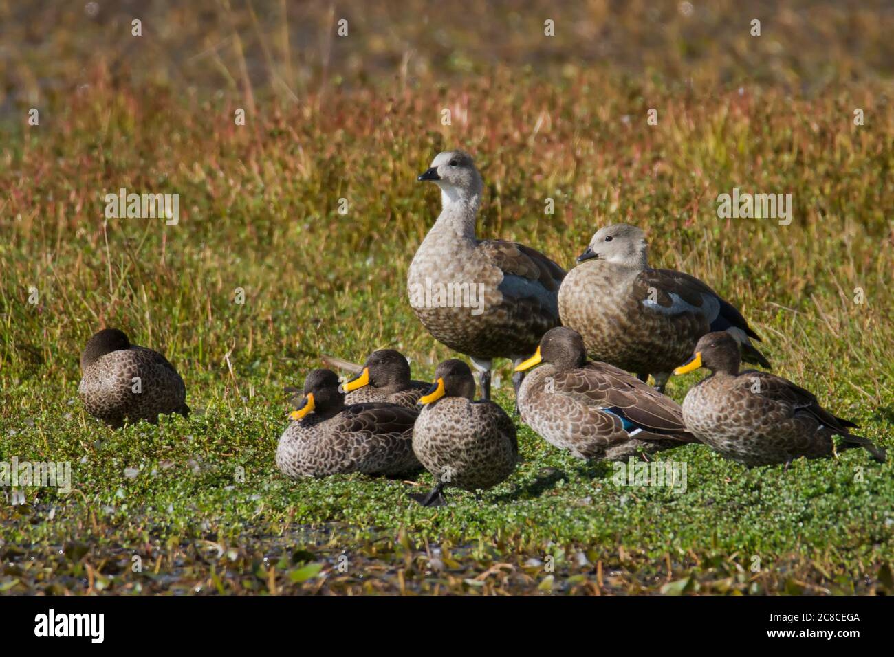 blue-winged goose (Cyanochen cyanoptera) and yellow-billed duck (Anas undulata) Photographed in Ethiopia in November Stock Photo