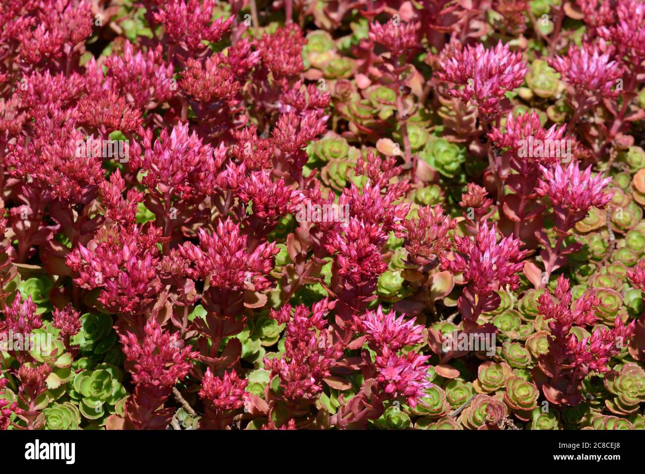 Sedum Dragons Blood High Resolution Stock Photography And Images Alamy