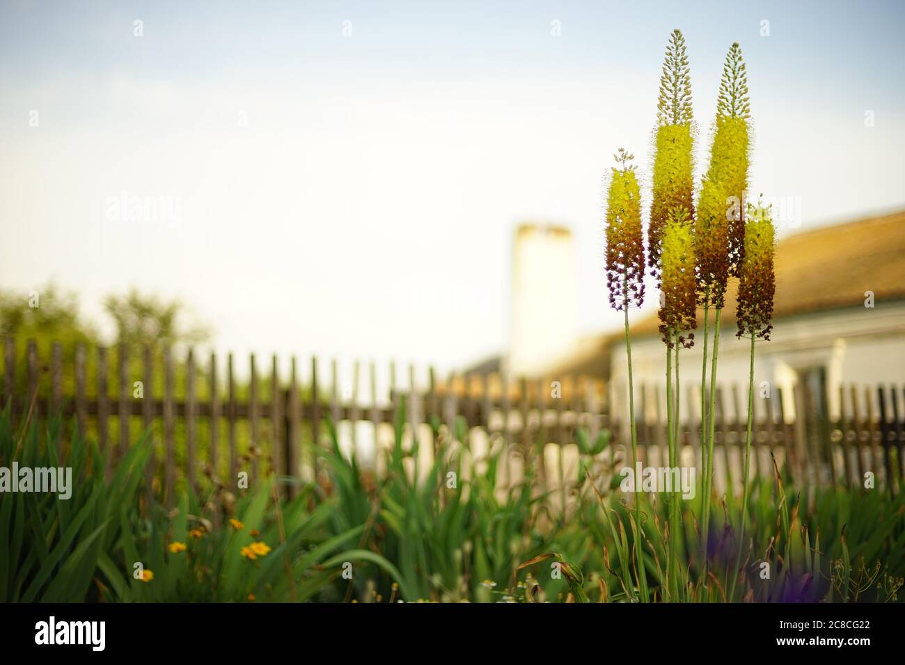 Strange tall yellow brown flowers grow in summer rural garden Stock Photo