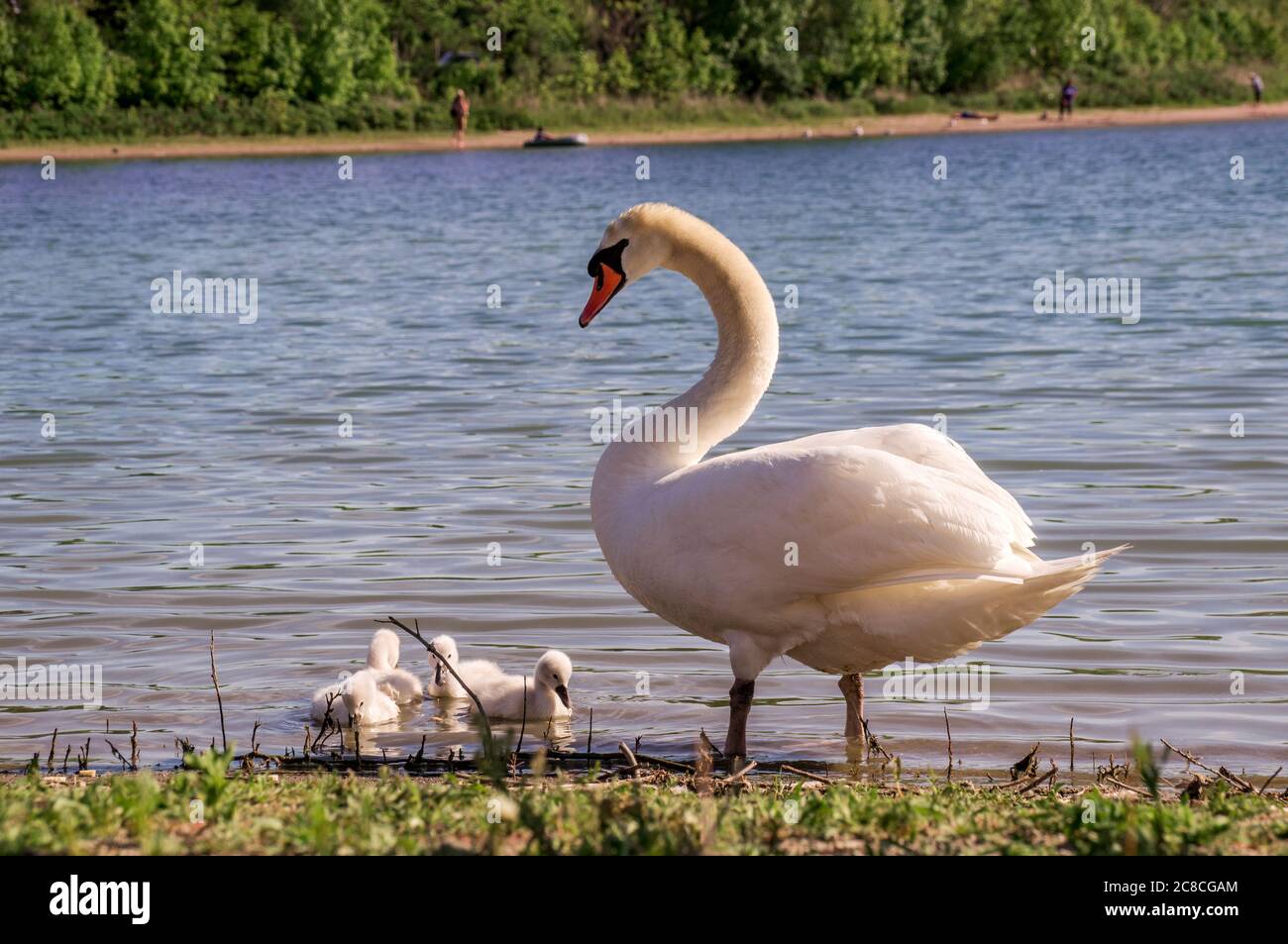 A white female swan with little swans on the bank of the lake Stock Photo